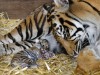 YORKSHIRE BORN AND BRED, ONE OF THE WORLD’S RAREST TIGERS